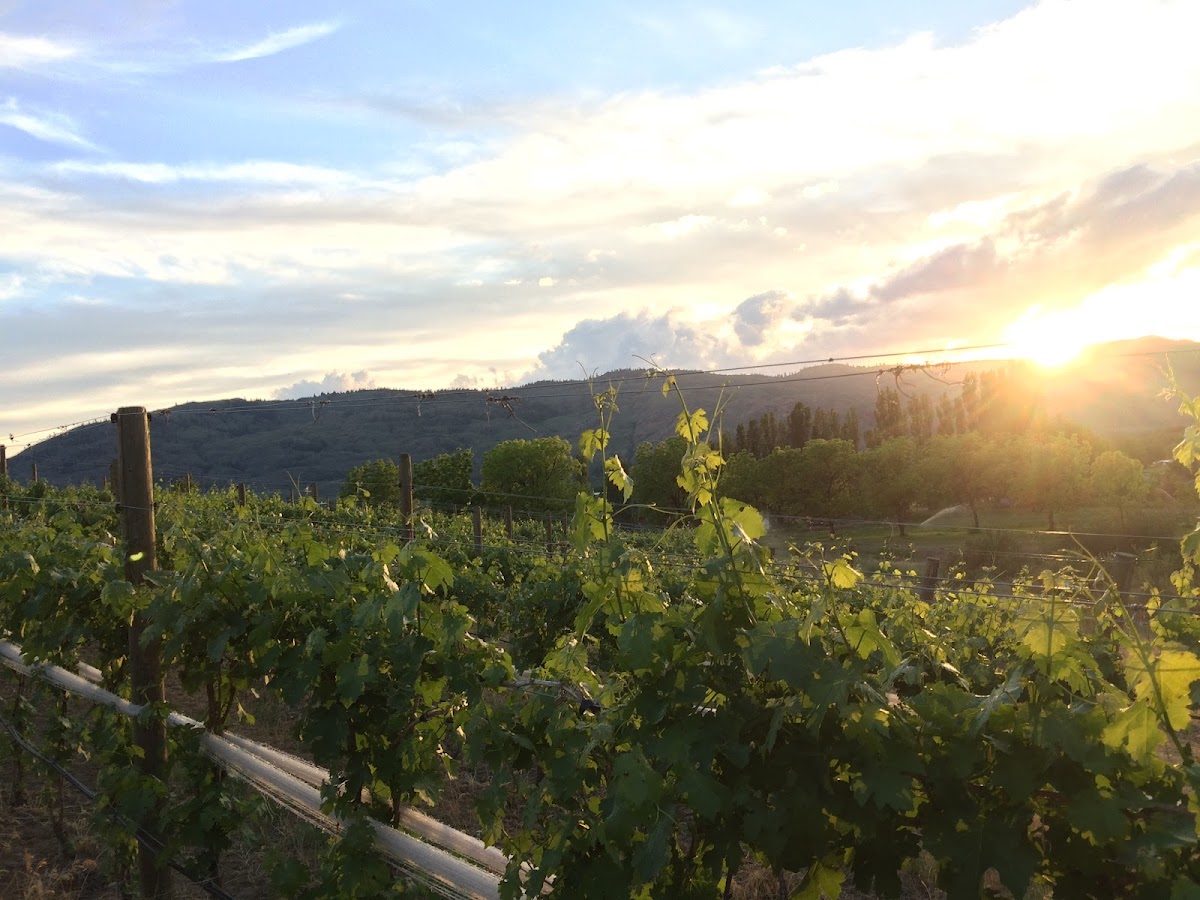 Esther Bricques Winery & Vineyard