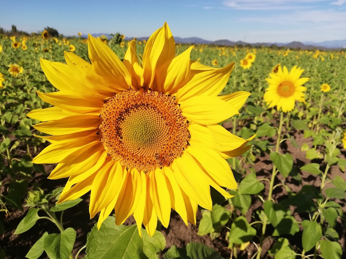 Campo de Girasoles en Mocorito