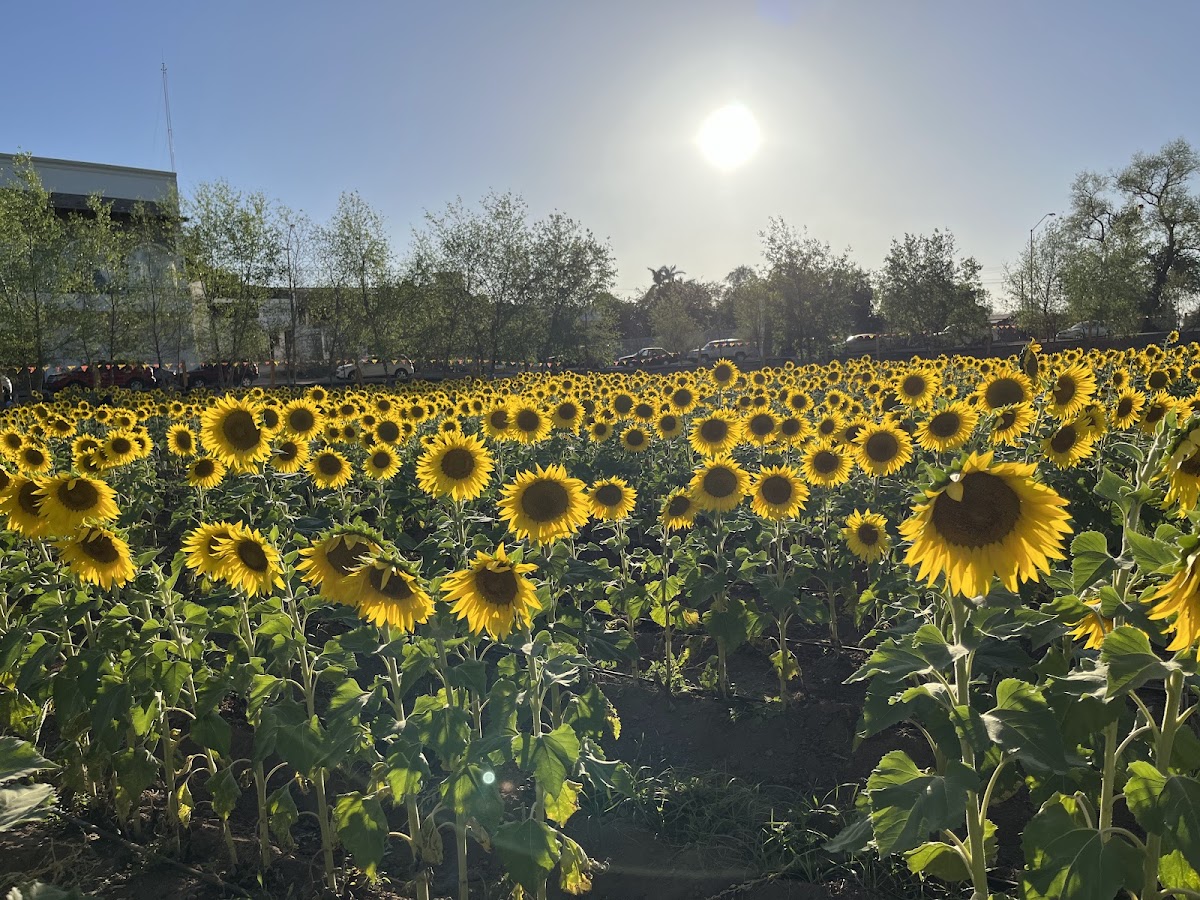 Campo de girasoles Mocorito Sinaloa