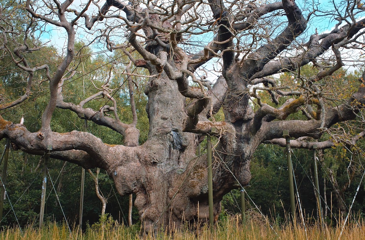 Sherwood Forest