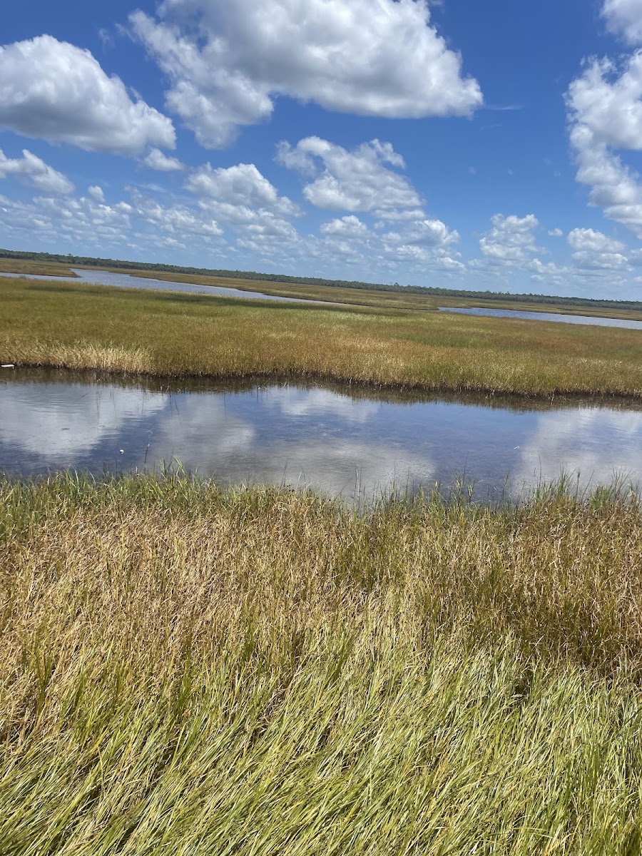 Big Bend Wildlife Management Area - Hickory Mound Unit