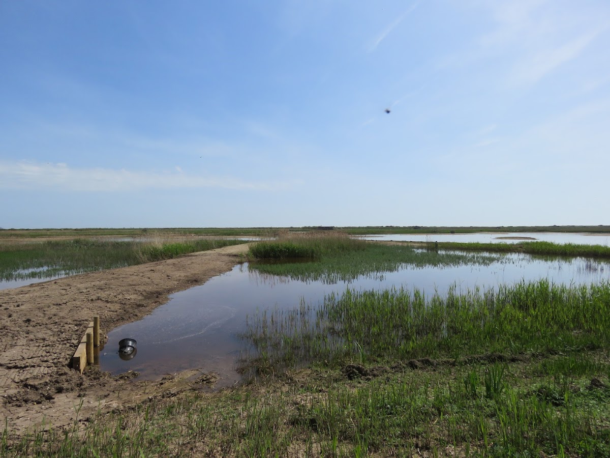 RSPB Minsmere