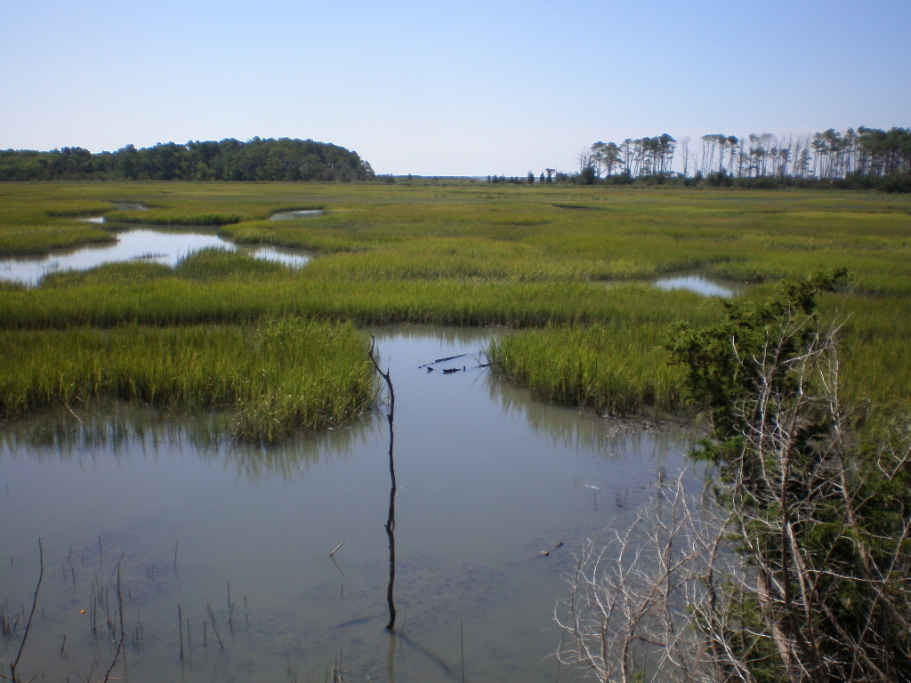 Eastern Shore of Virginia National Wildlife Refuge