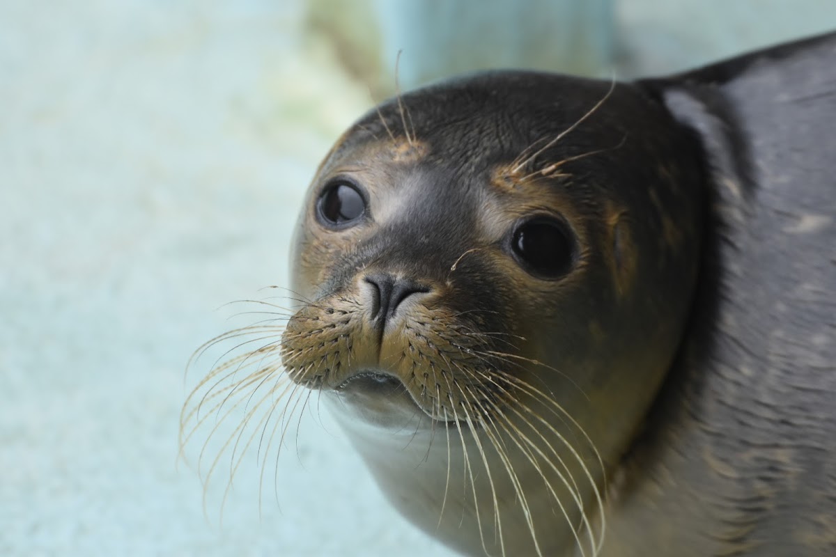 The Seal Sanctuary Wildlife Centre