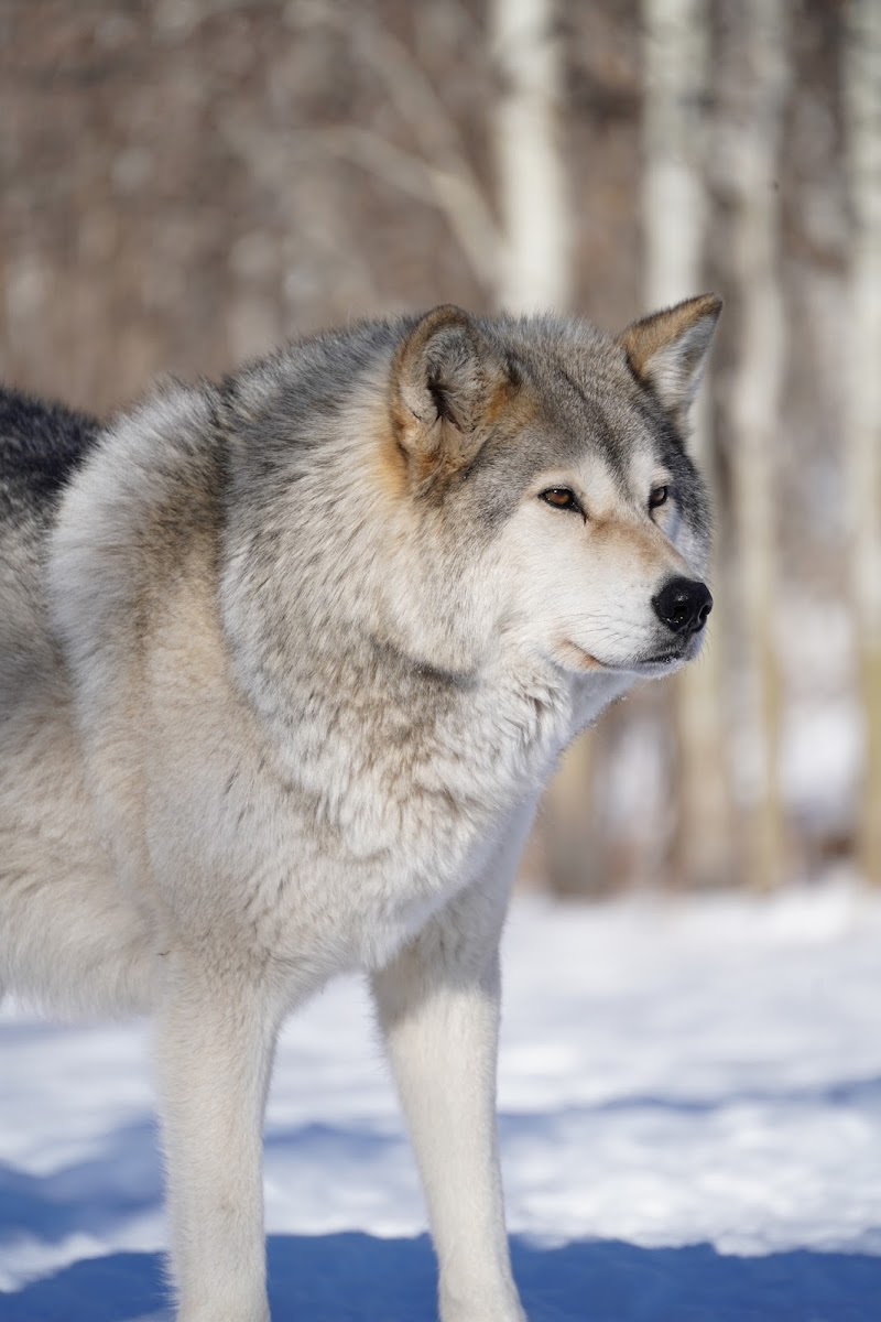 Yamnuska Wolfdog Sanctuary