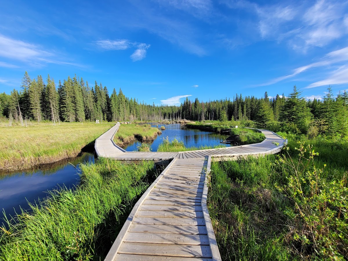 Beaver Boardwalk