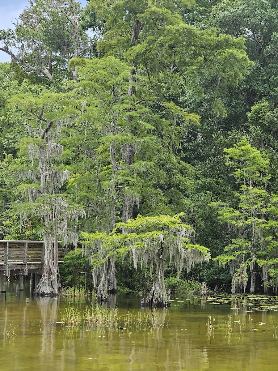 Lake Waccamaw