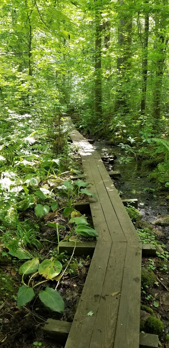 Arcadia Management Area