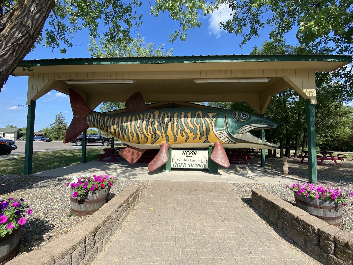 World's Largest Tiger Muskie