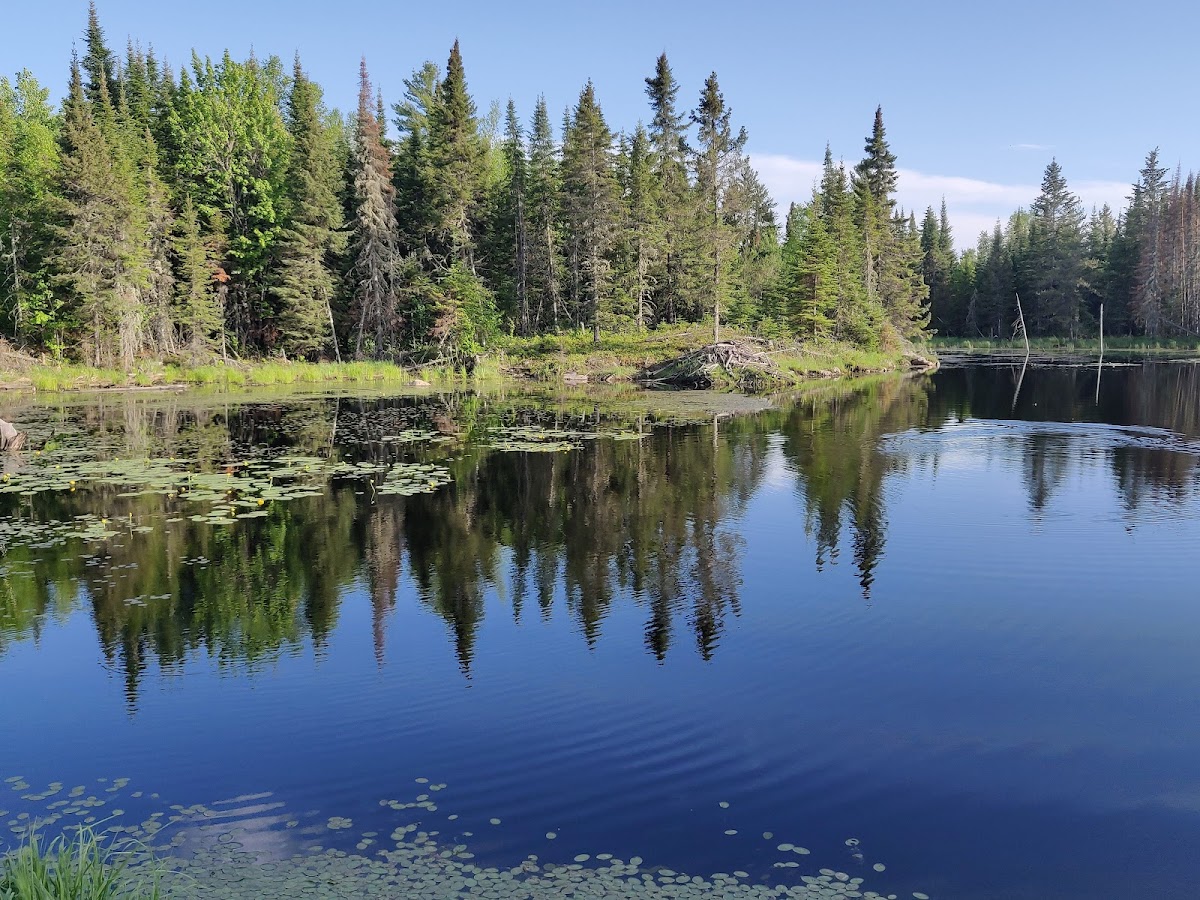 Kabetogama State Forest