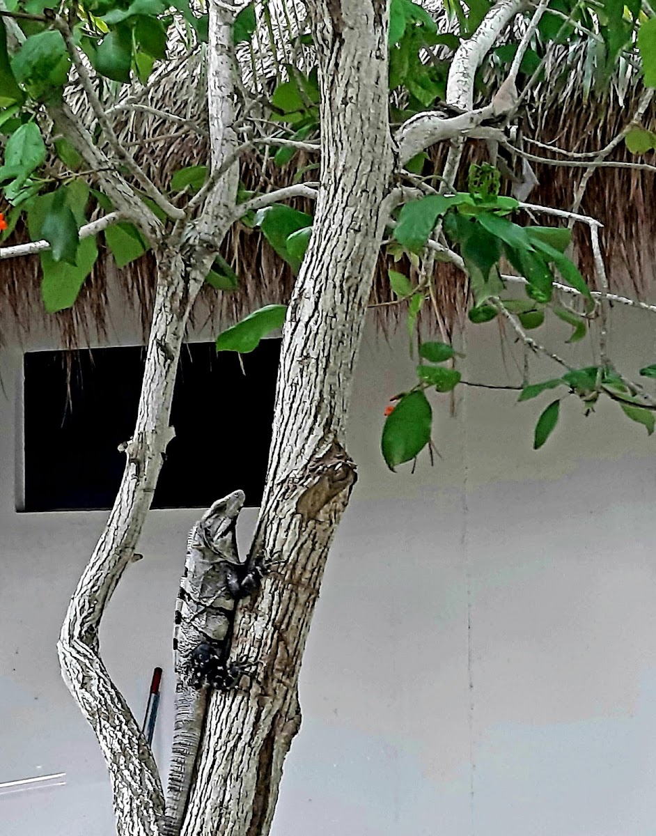 Valentina Holbox by Las Flores Vacation Rentals photo 3
