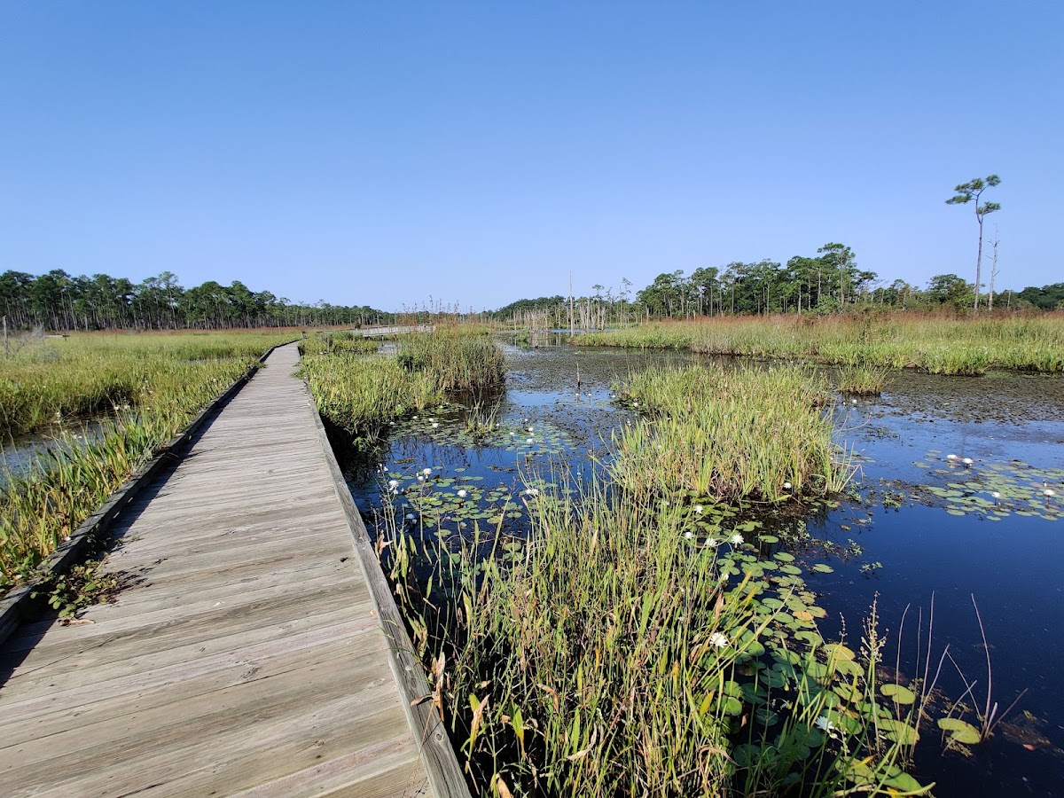 Big Branch Marsh National Wildlife Refuge - Bayou Lacombe Unit