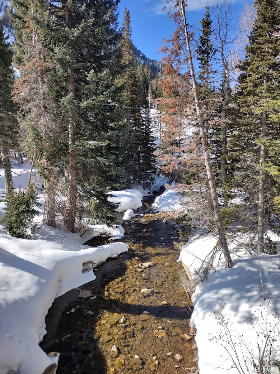 Snowbird Recreation Area photo 3
