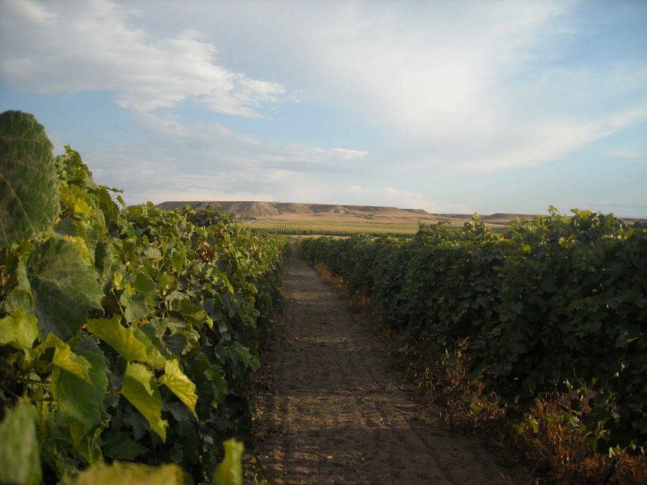 Wyo Wine - Table Mountain Vineyards