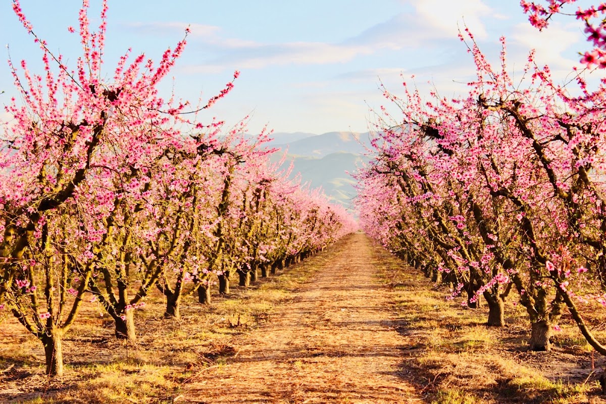 Fresno County Blossom Trail