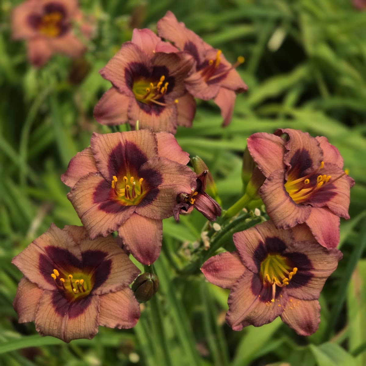 Indian Camp Daylilies