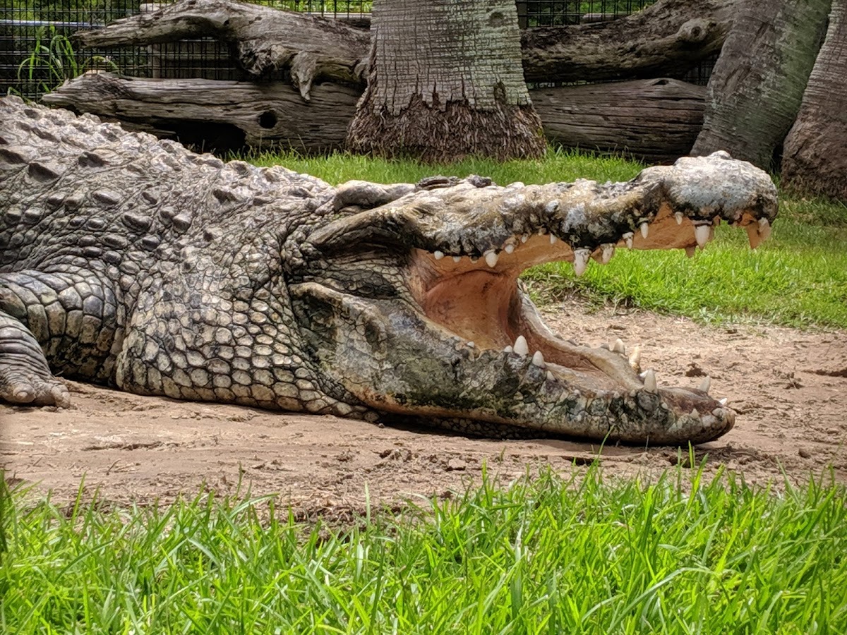 Alligator Adventure