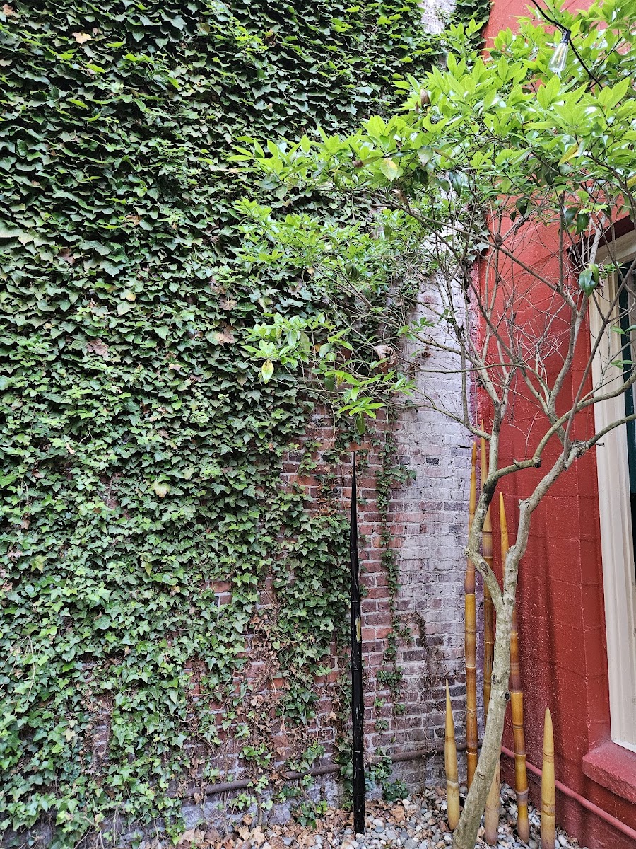 Hotel Planter photo 3