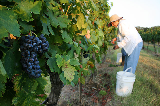 Pedernales Cellars