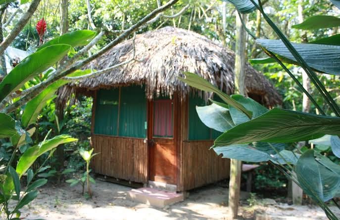 Jungle Palace