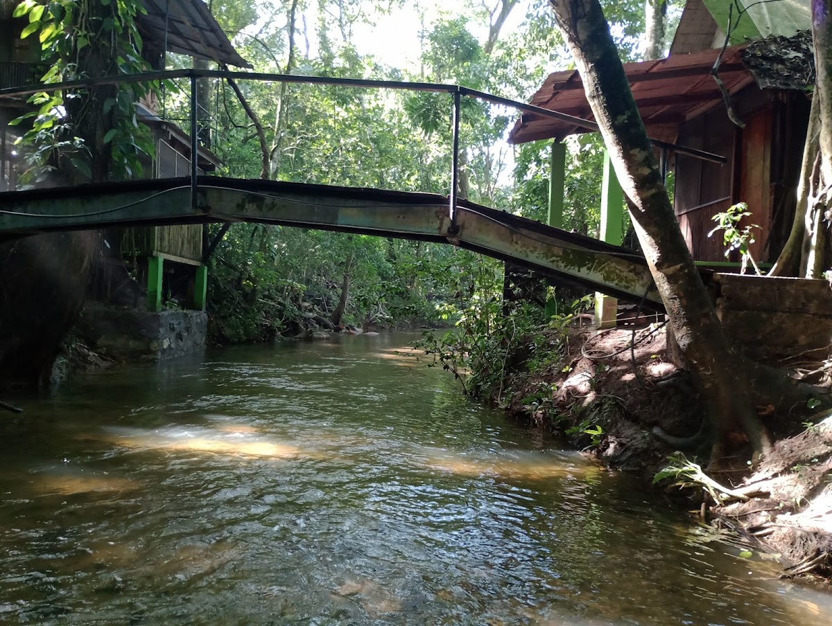 Jungle Palace photo 2