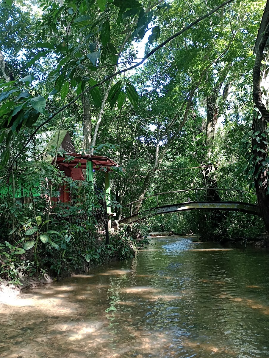 Jungle Palace photo 3