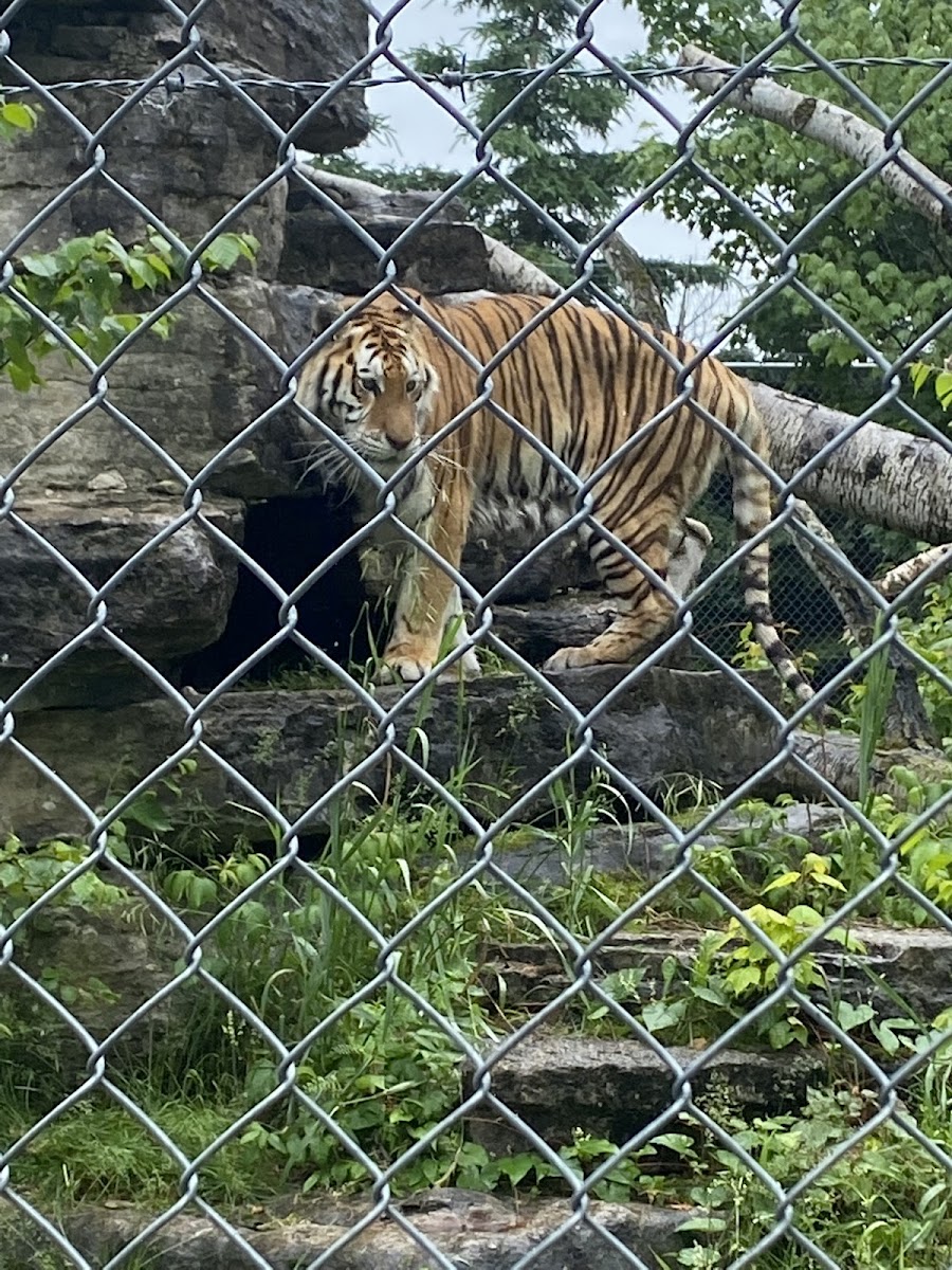 Zoo Falardeau