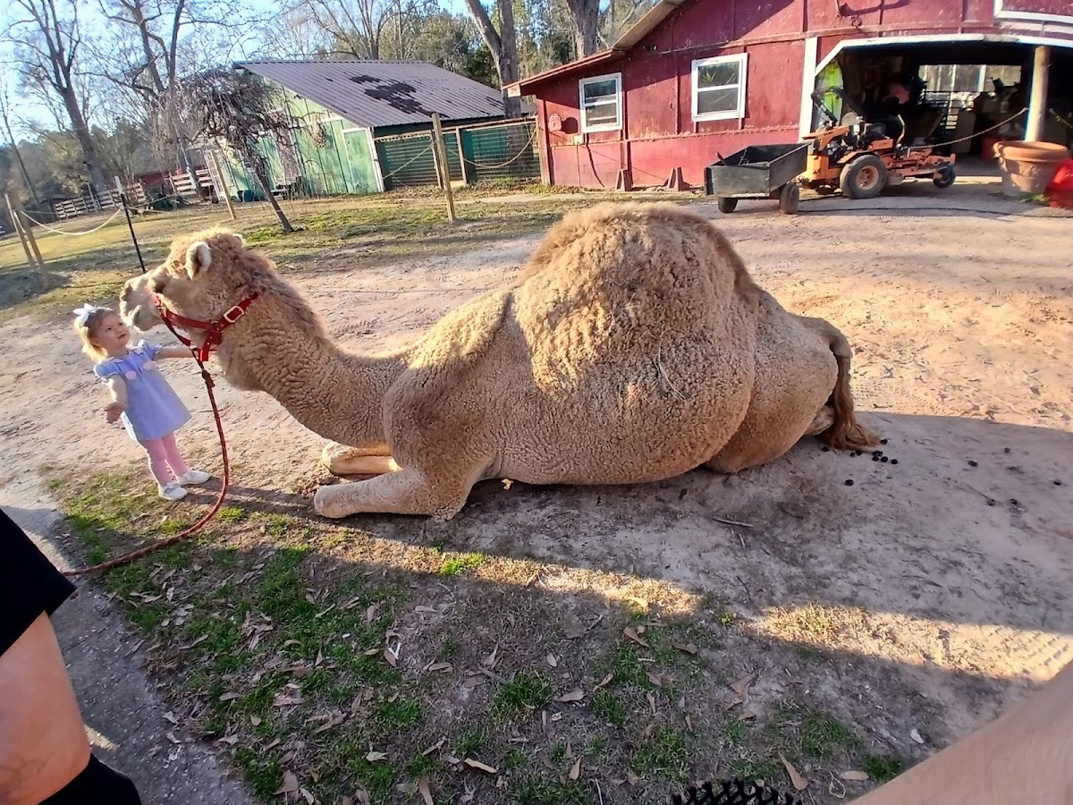 Safari Tails Adventures