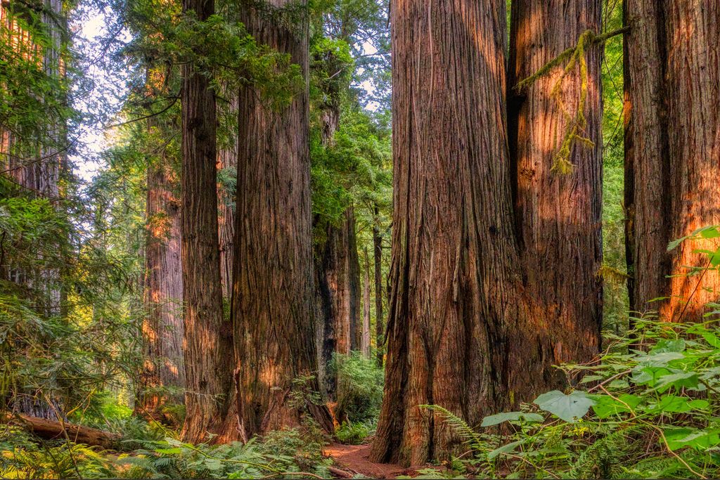 Hendy Woods State Park