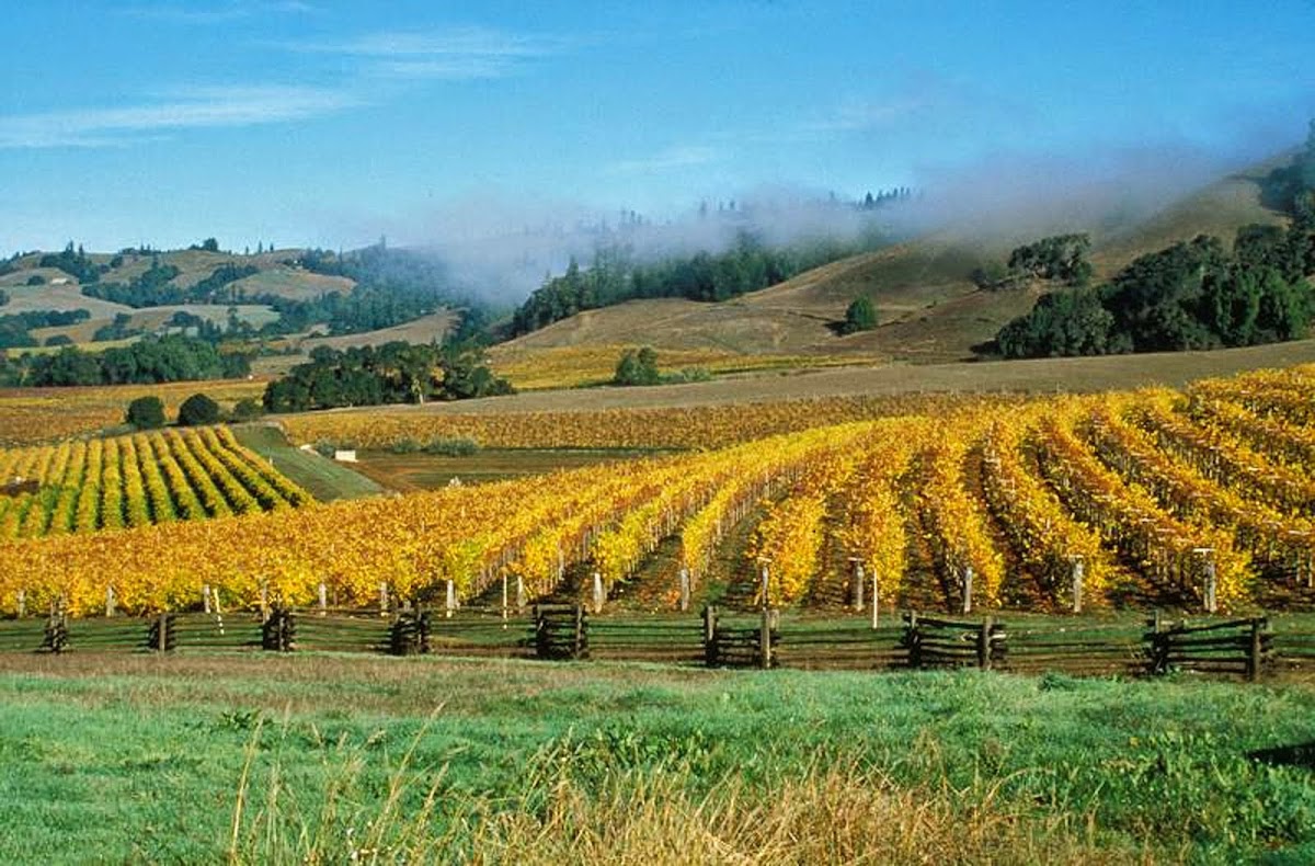 Navarro Vineyards & Winery