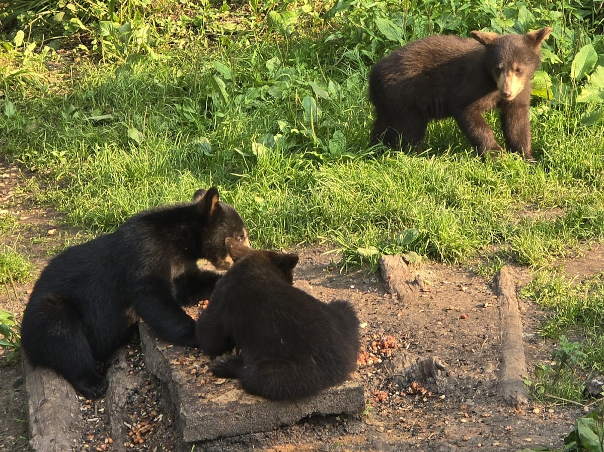Vince Shute Wildlife Sanctuary