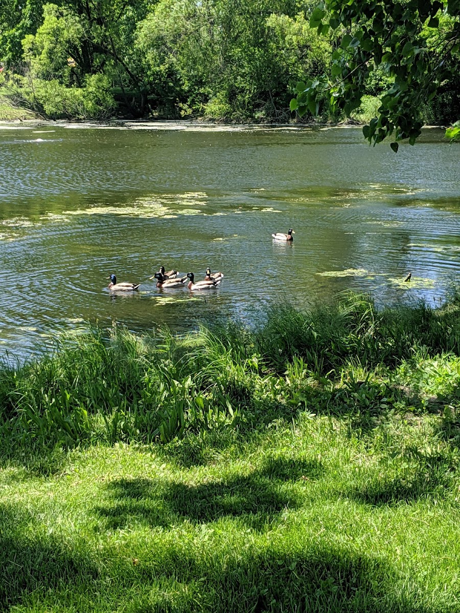 Peotone Park District