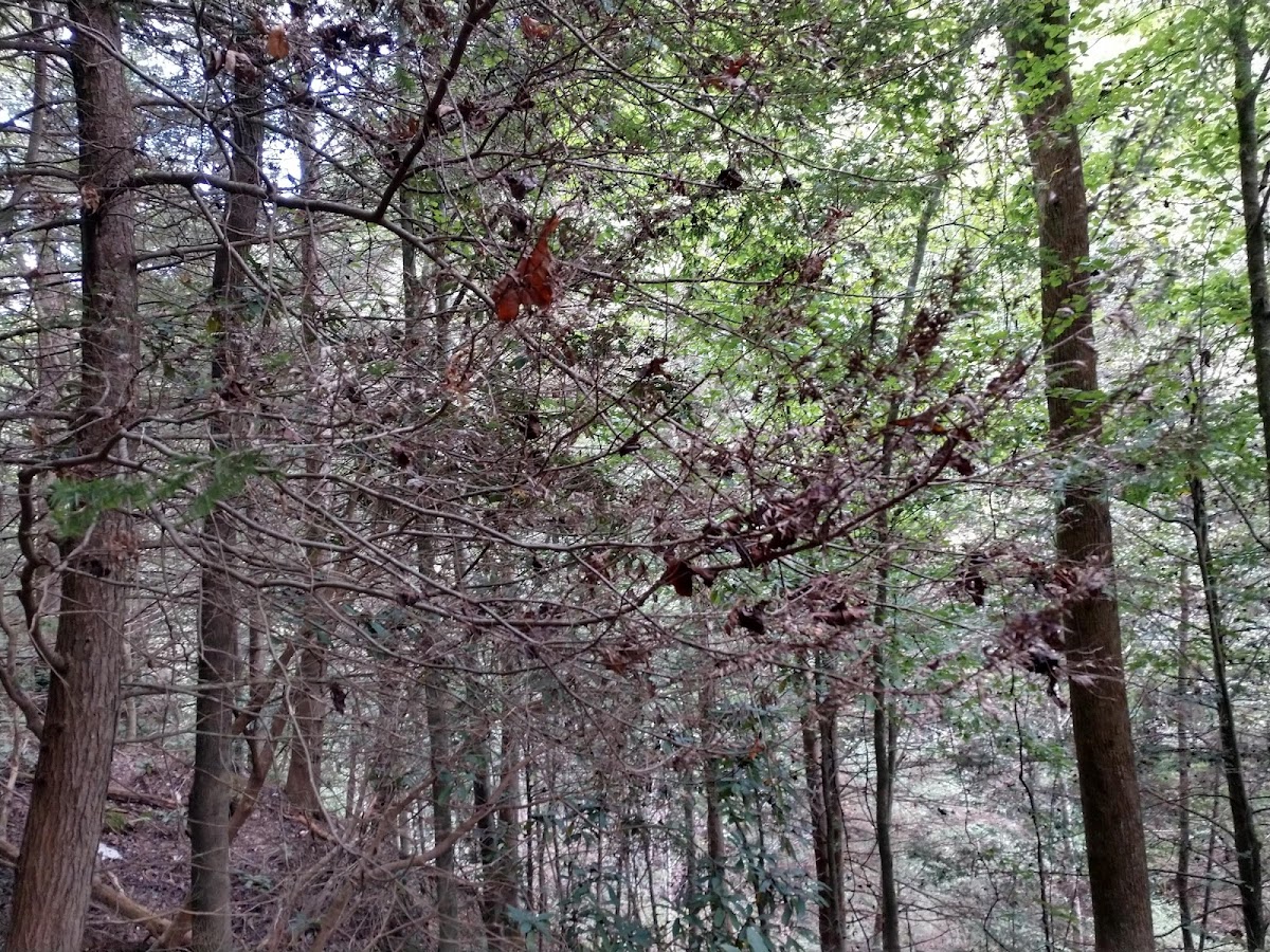 Muir Valley Climbing and Nature Preserve