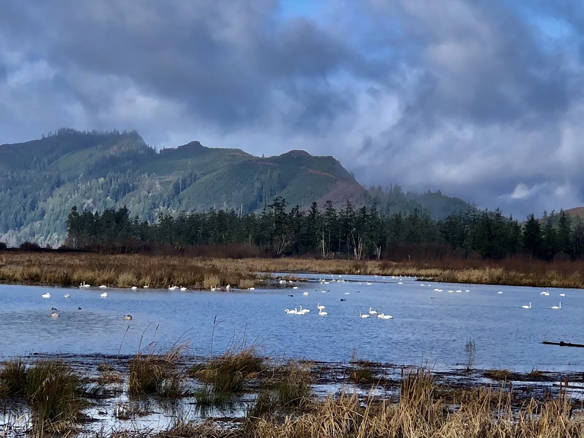 Julia Butler Hansen Refuge for the Columbian White-Tailed Deer