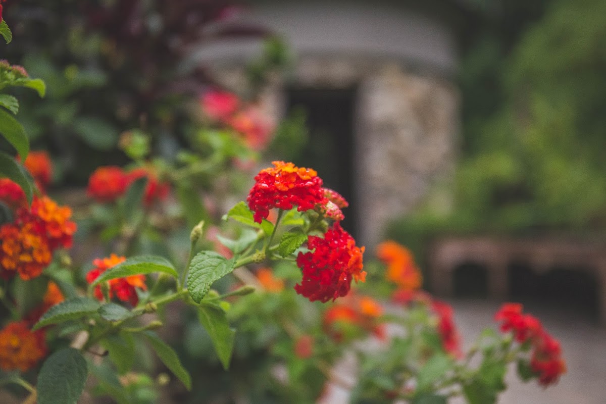 Fernwood Botanical Garden