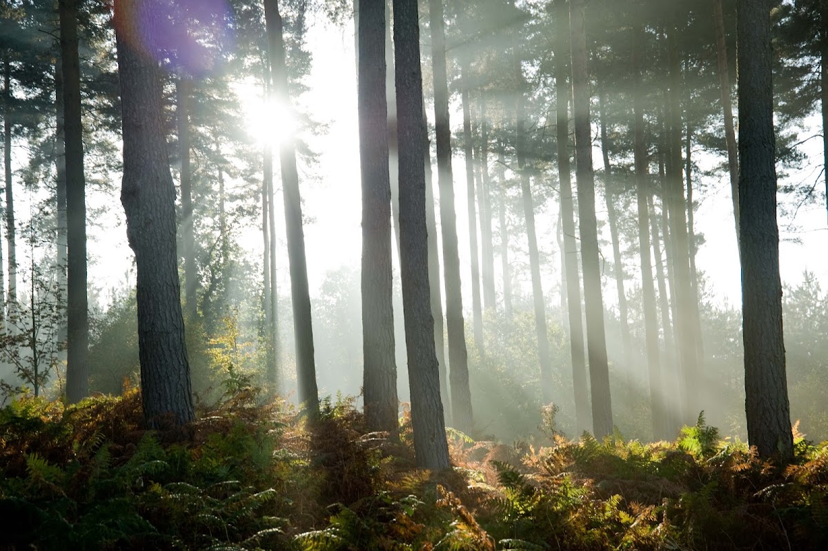 Cannock Chase Forest - Forestry England, main car park