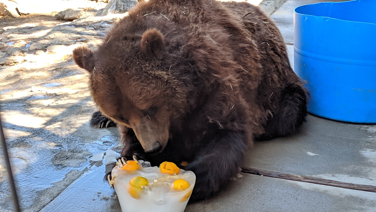 Big Bear Alpine Zoo