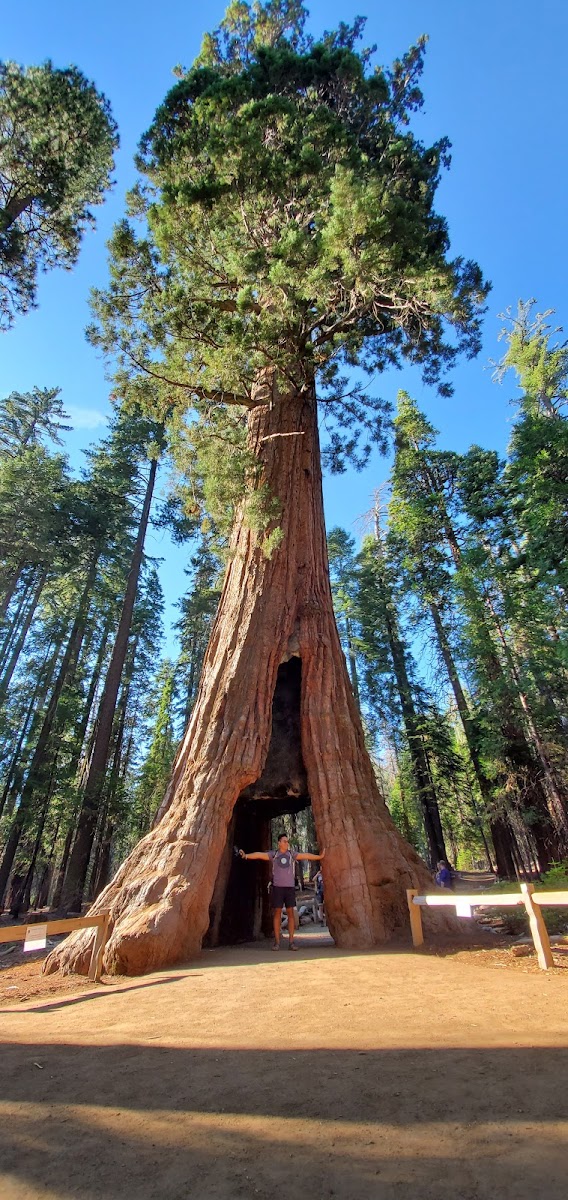 Grizzly Giant
