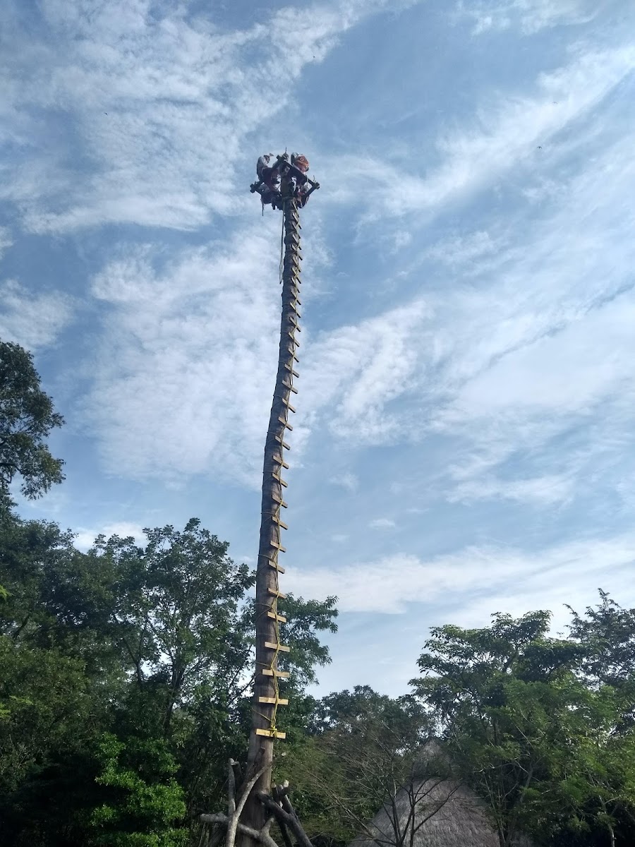 voladores de tamaleton