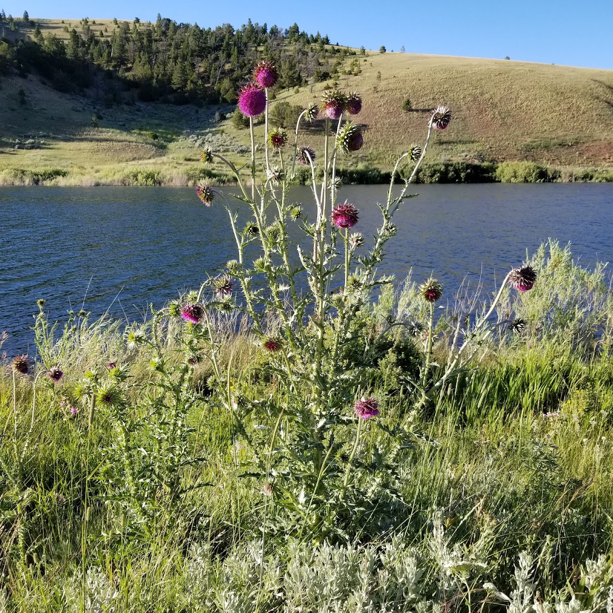 Lake Sutherlin