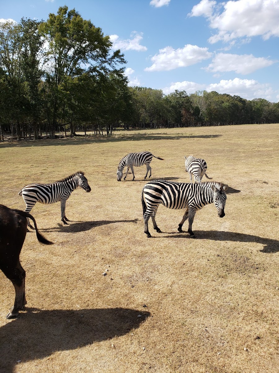 Wild Country Safari Park
