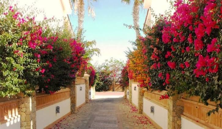 Los Cabos Golf Resort photo 2