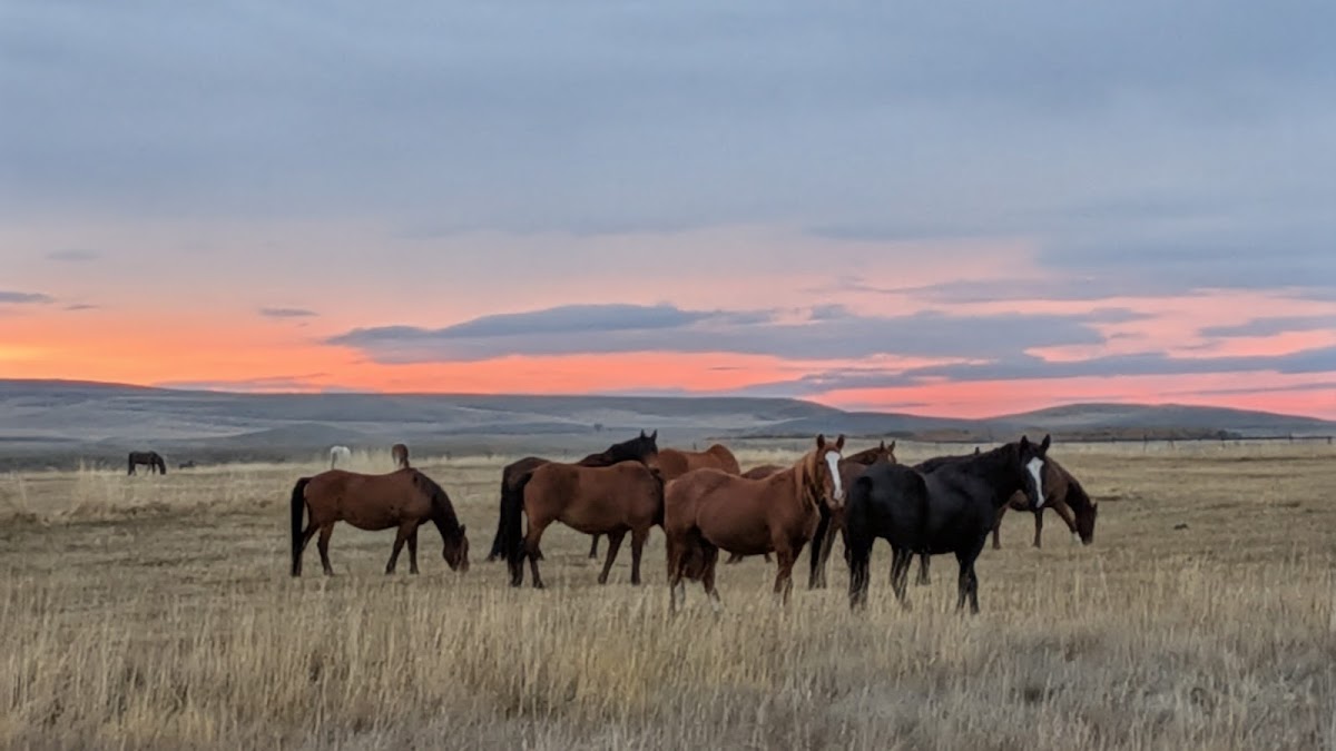 Deerwood Ranch Wild Horse EcoSanctuary
