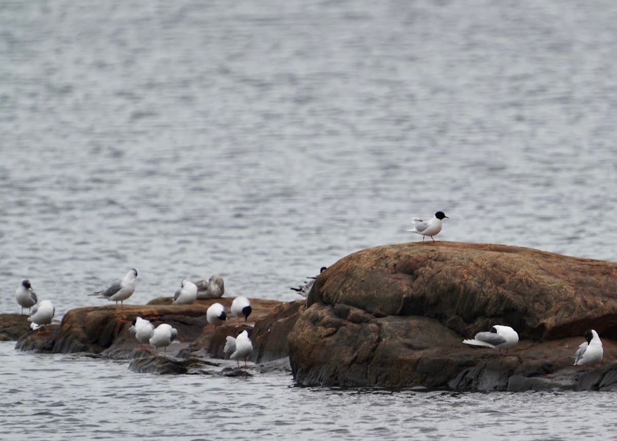 Siège social de l'Observatoire d'oiseaux de Tadoussac