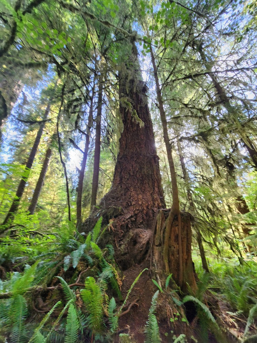 Quinault Rainforest