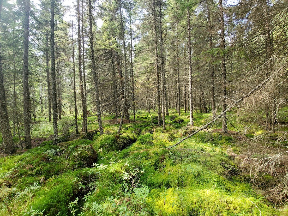 Yellow-bellied Bog