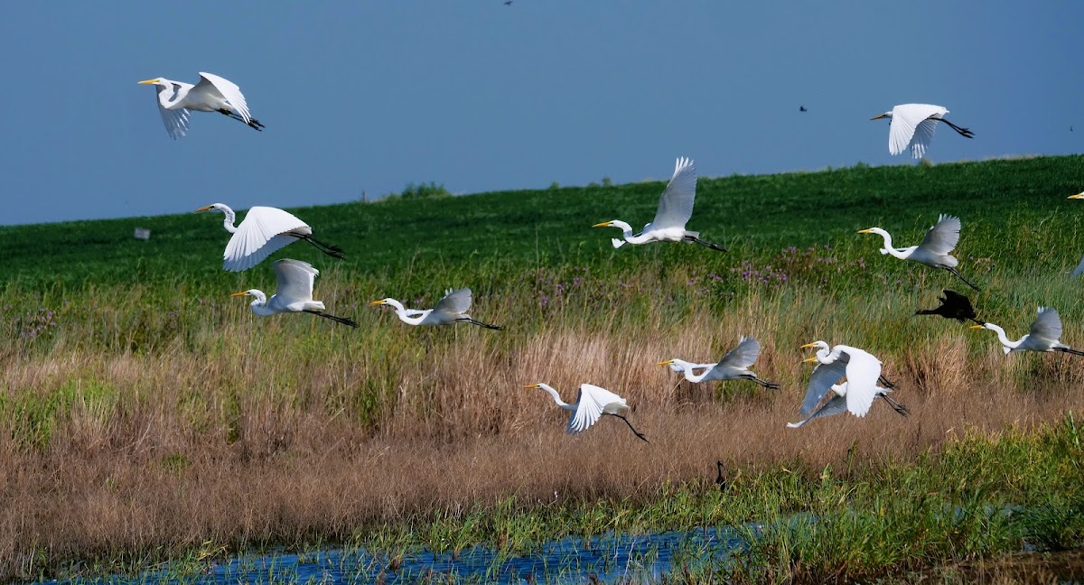 McPherson Valley Wetlands