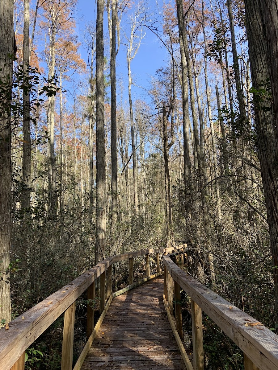Cary State Forest