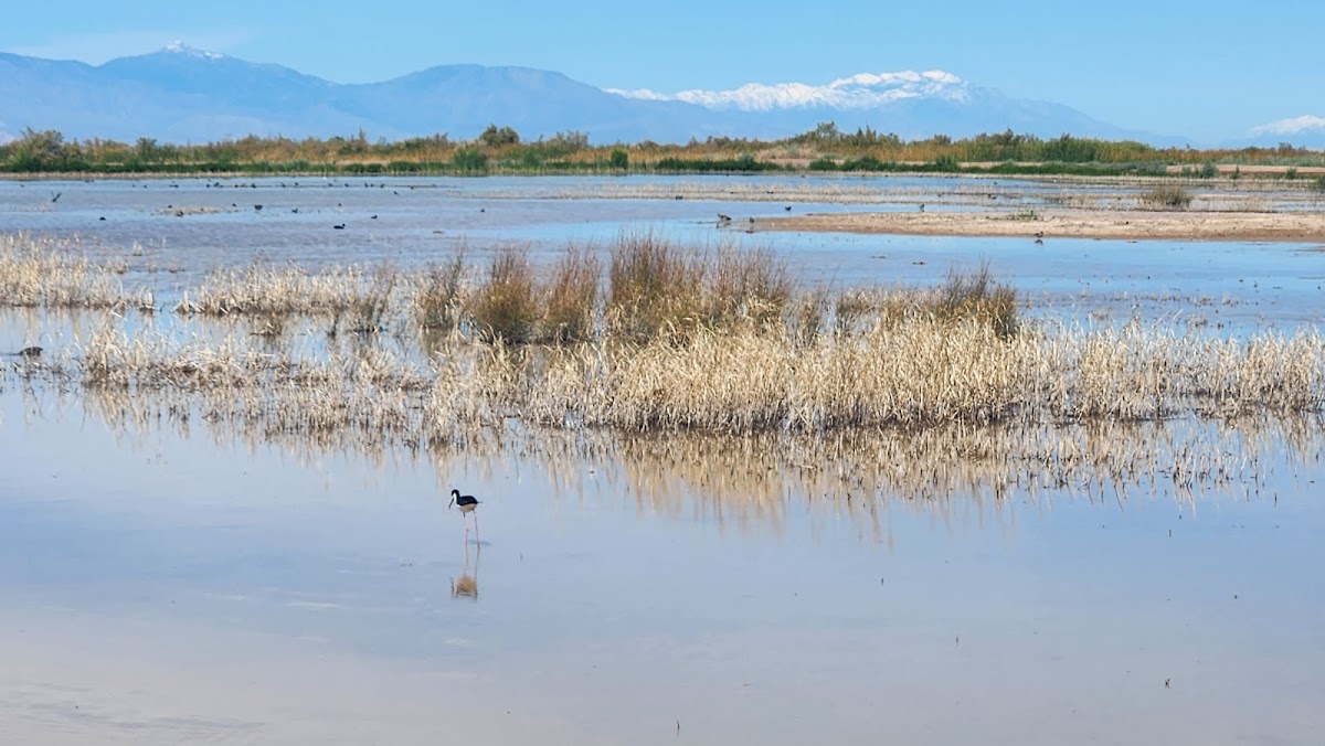 Imperial Wildlife Area - Wister Unit