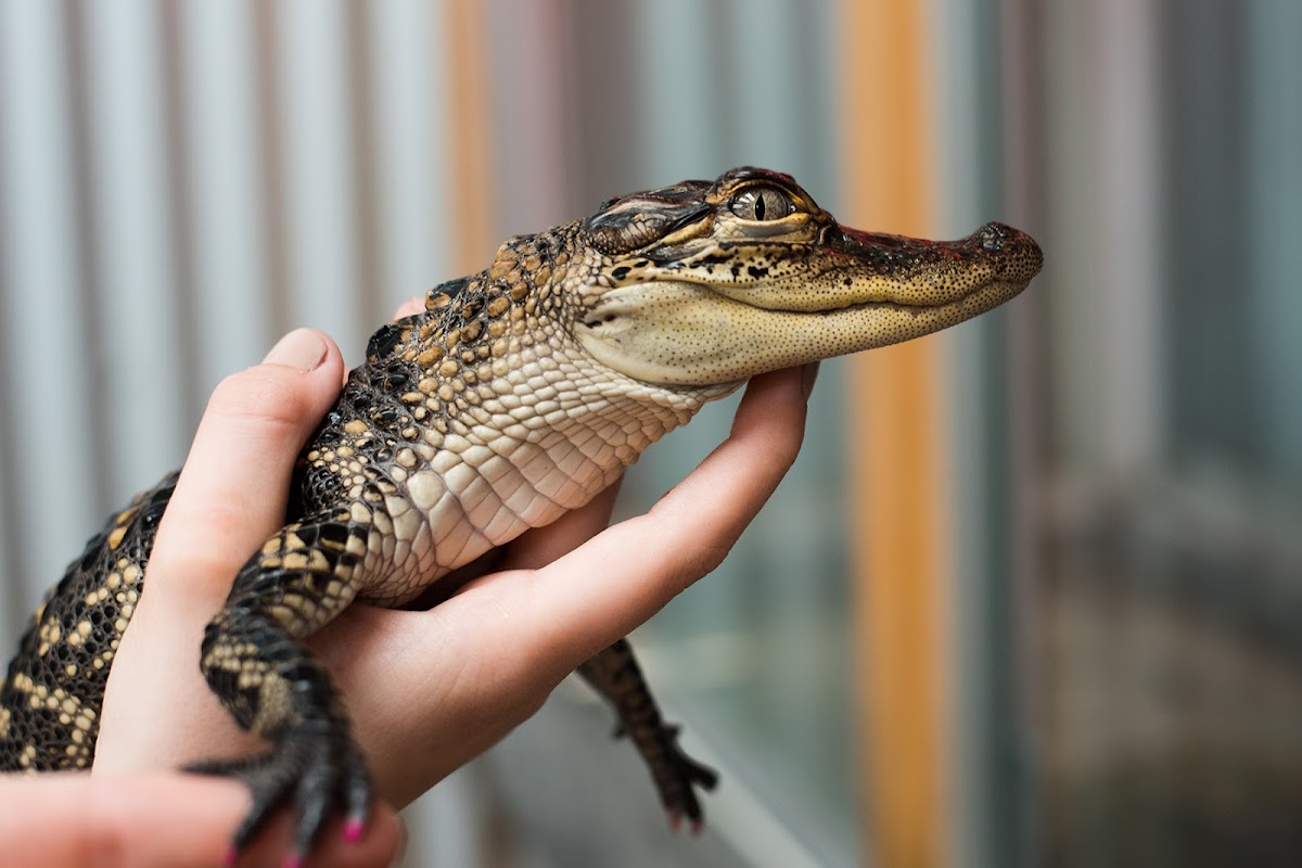 Gator Chateau
